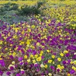 Atacama Desert, Chile