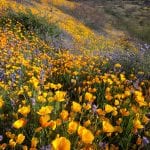 Sonoran Desert, Arizona
