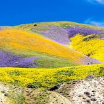 Superbloom