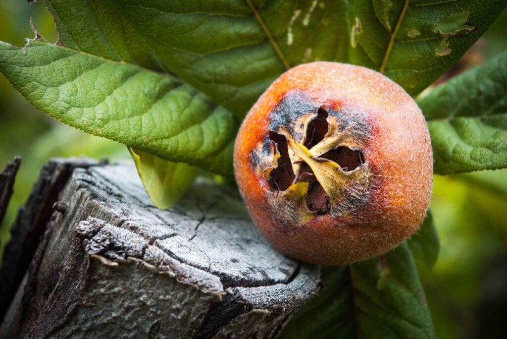 Medlar fruit 