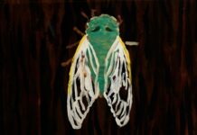 Siren Call: Cicadas Are Loud and Ugly but Somehow Still Alluring