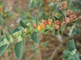 ashwagandha wellness