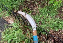 This Ain’t The Botanic Gardens: Confessions of a City Parks Volunteer