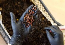 Help! I’m a Vermiculuturist: Confessions of a Worm Mom